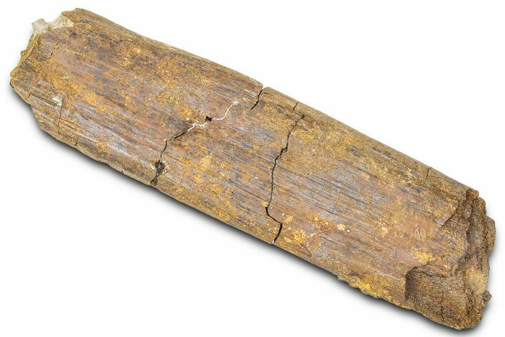 Hadrosaur (Edmontosaurus) Rib Section - Wyoming #381183